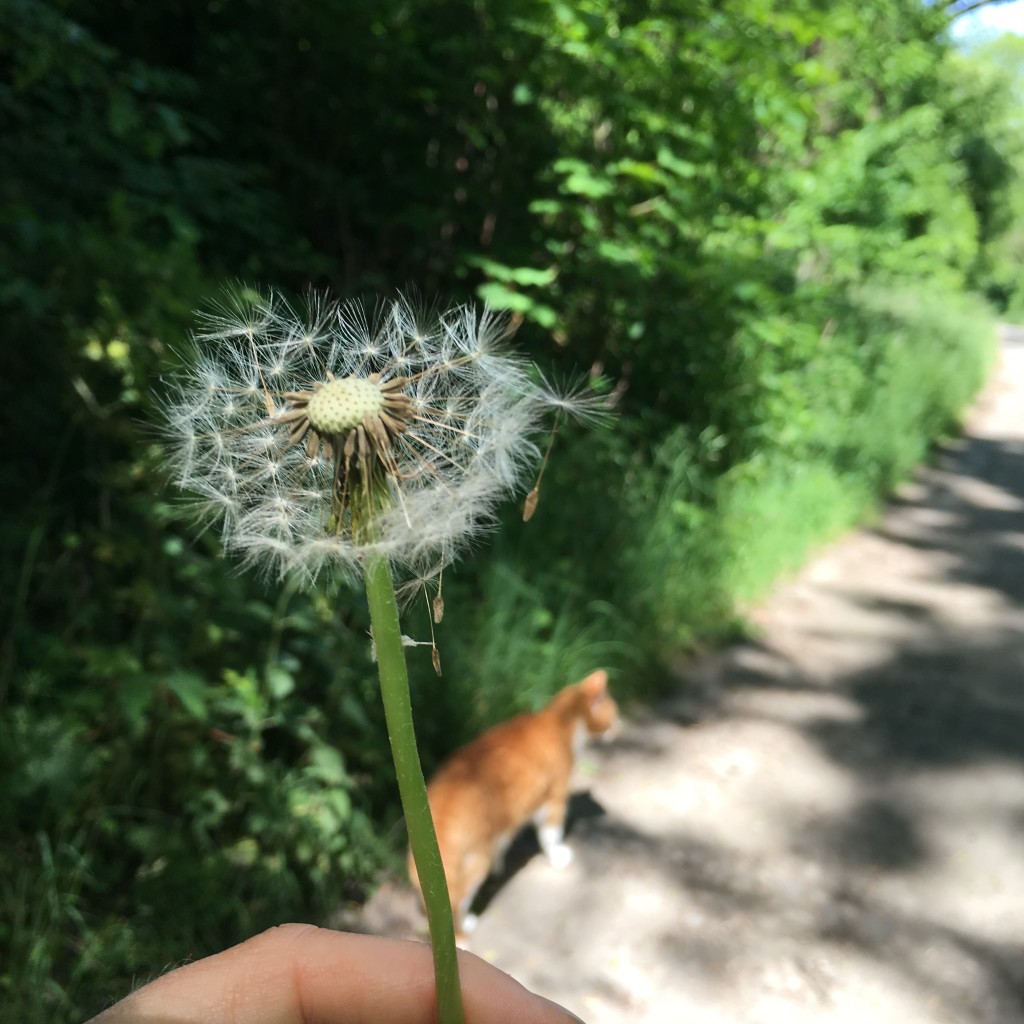 dandelion