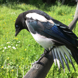 magpie