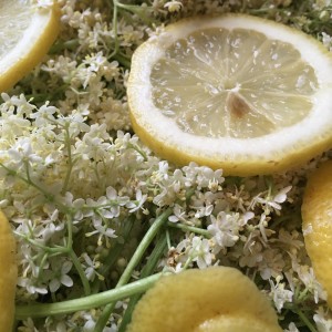 elderberry flowers