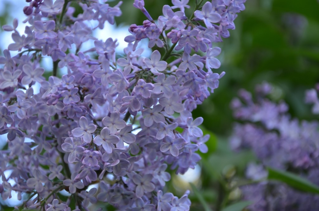 lilacs