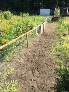Allotment aisle cleared of weeds