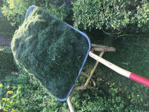 grass cuttings